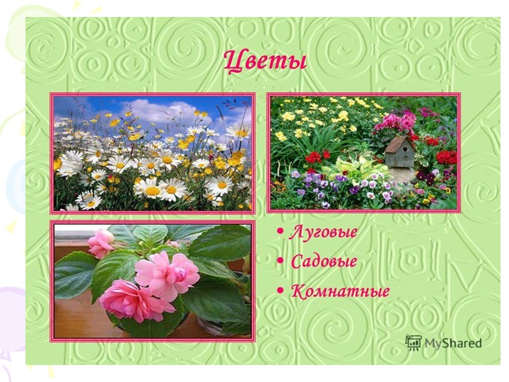 Презентация "Краски природы" к сценарию мероприятия "День цветов"в разновозрастной группе.