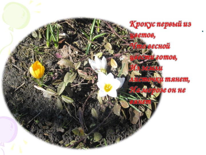 Презентация "Краски природы" к сценарию мероприятия "День цветов"в разновозрастной группе.