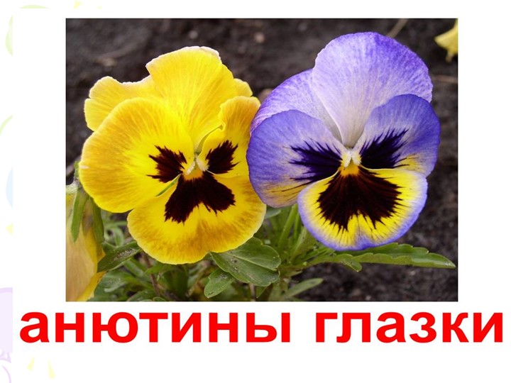 Презентация "Краски природы" к сценарию мероприятия "День цветов"в разновозрастной группе.