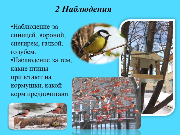 Презентация.Экологический проект"Покормим птиц зимой"