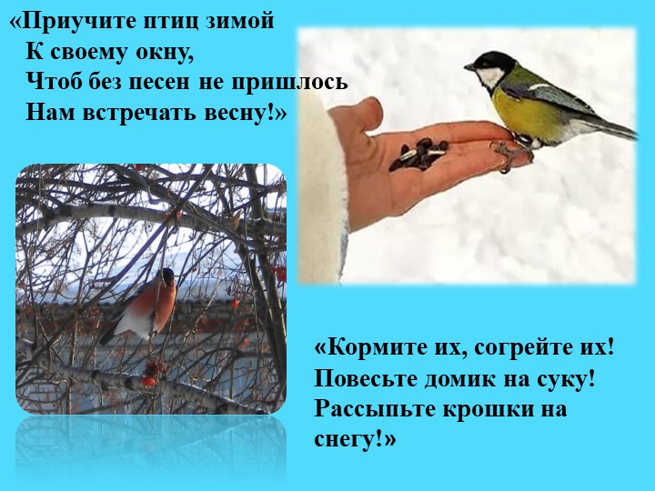 Презентация.Экологический проект"Покормим птиц зимой"