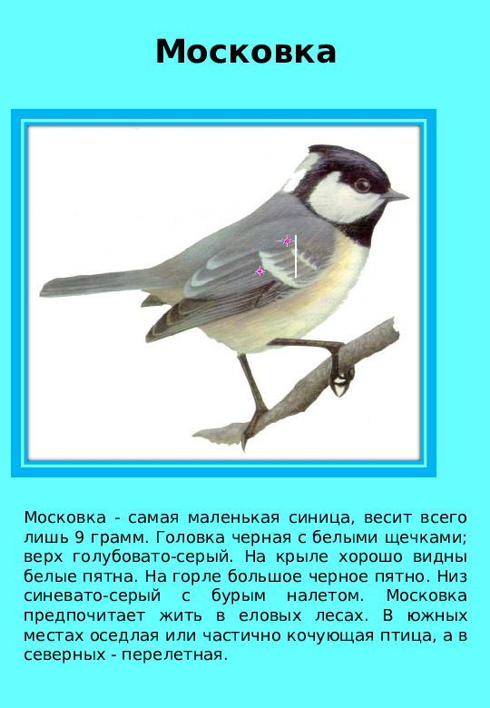 Презентация "Птицы нашего края "