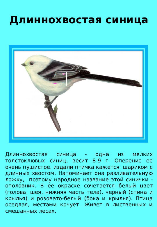 Презентация "Птицы нашего края "