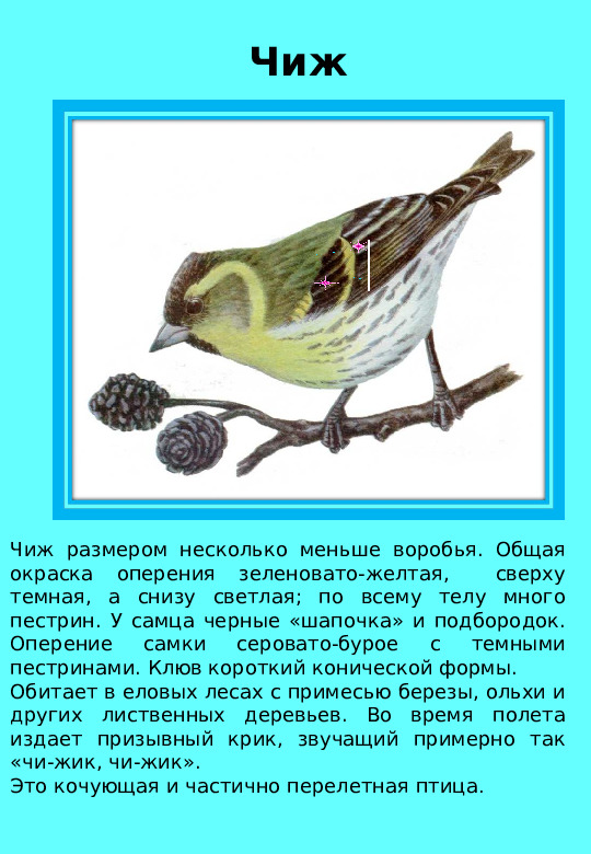 Презентация "Птицы нашего края "