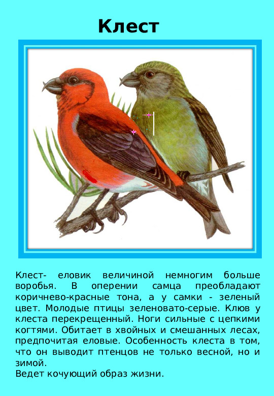 Презентация "Птицы нашего края "