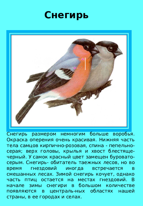 Презентация "Птицы нашего края "