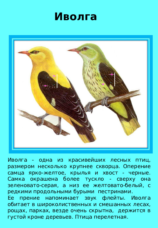 Презентация "Птицы нашего края "