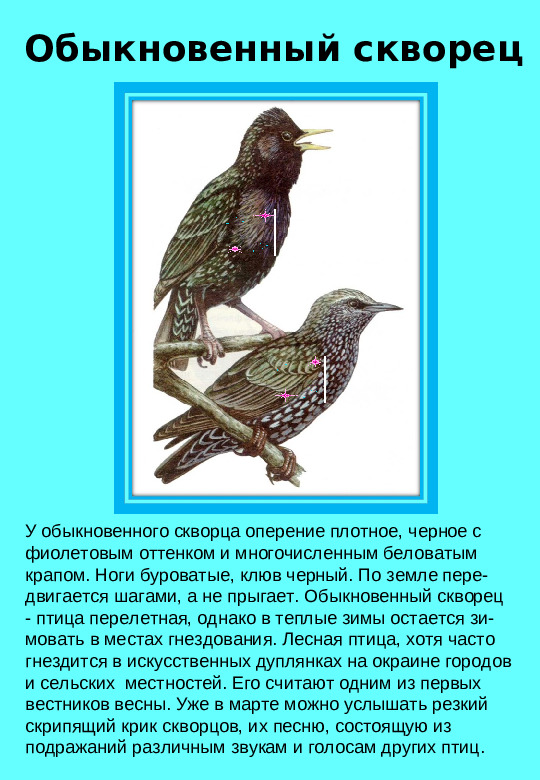 Презентация "Птицы нашего края "