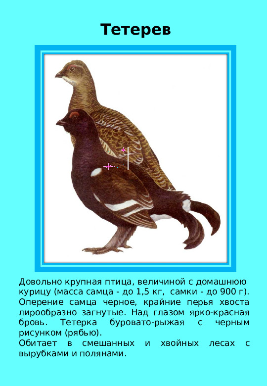 Презентация "Птицы нашего края "