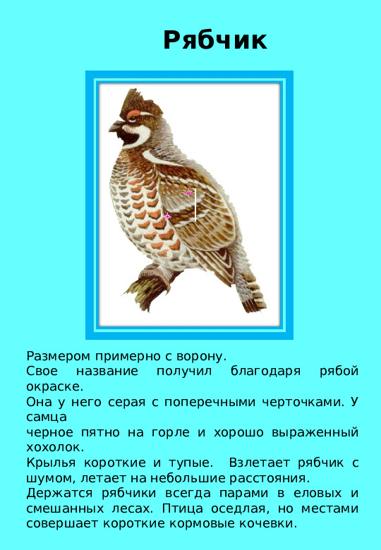 Презентация "Птицы нашего края "