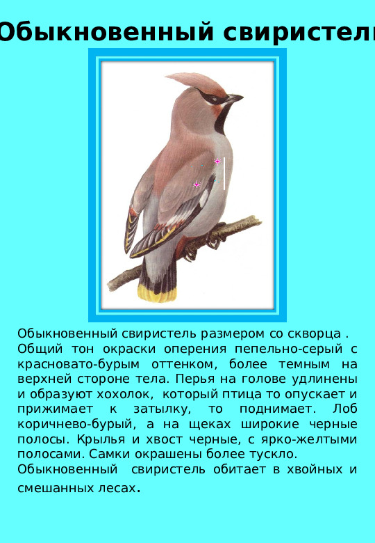 Презентация "Птицы нашего края "