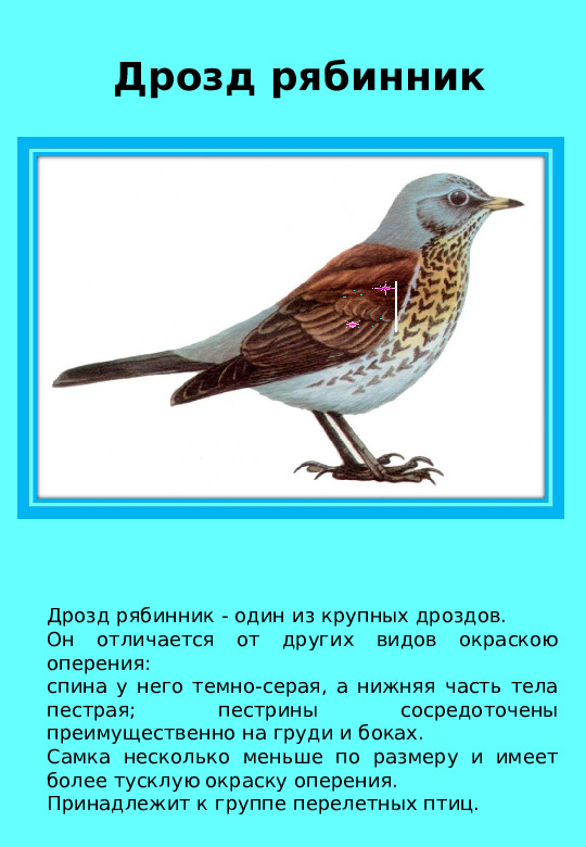 Презентация "Птицы нашего края "