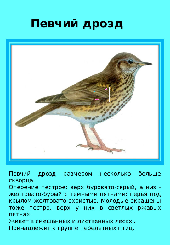 Презентация "Птицы нашего края "