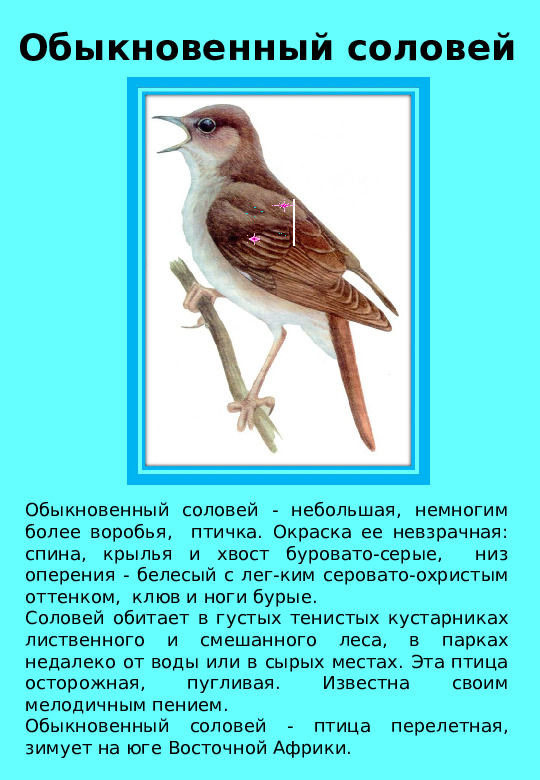 Презентация "Птицы нашего края "