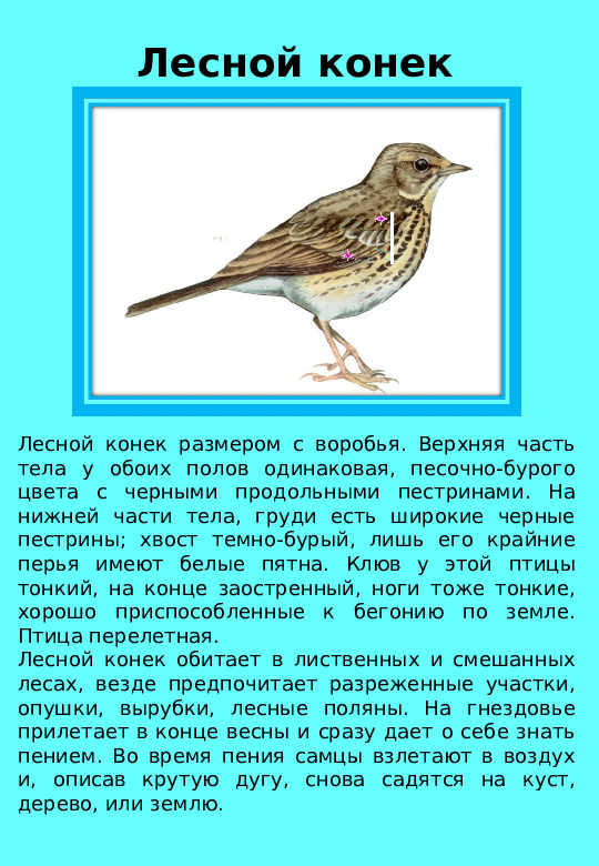 Презентация "Птицы нашего края "