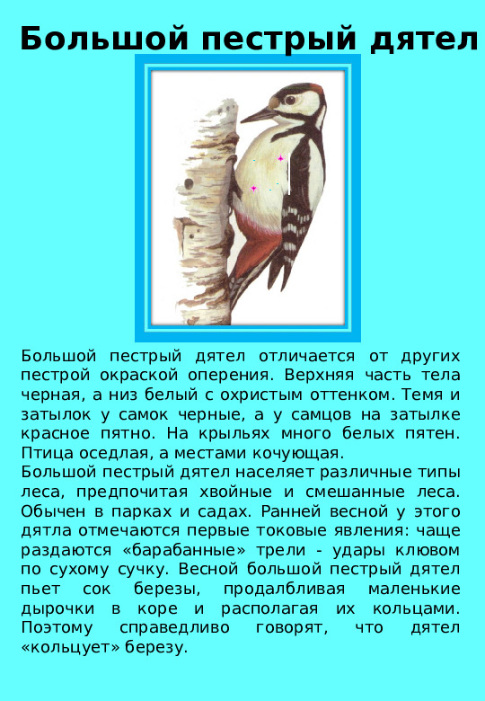 Презентация "Птицы нашего края "