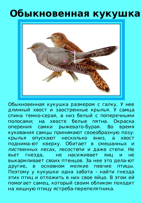 Презентация "Птицы нашего края "