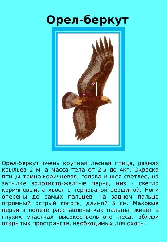 Презентация "Птицы нашего края "