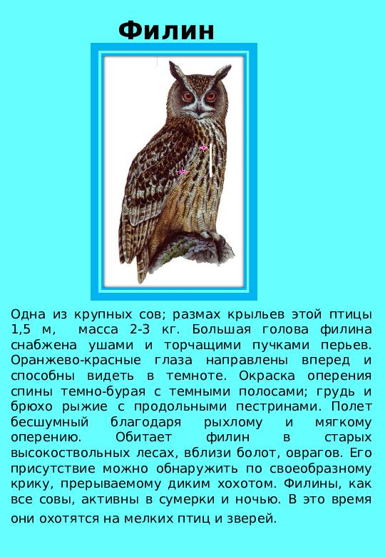 Презентация "Птицы нашего края "