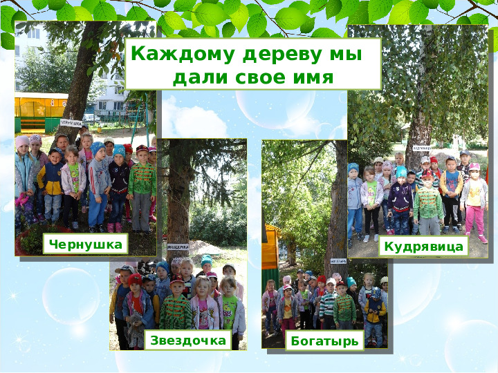 Презентация проекта Деревья нашего участка" ( вторая младшая группа)