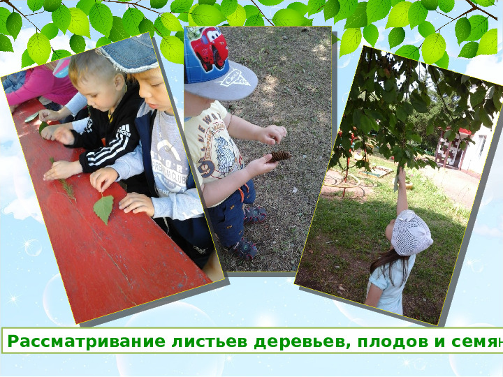 Презентация проекта Деревья нашего участка" ( вторая младшая группа)
