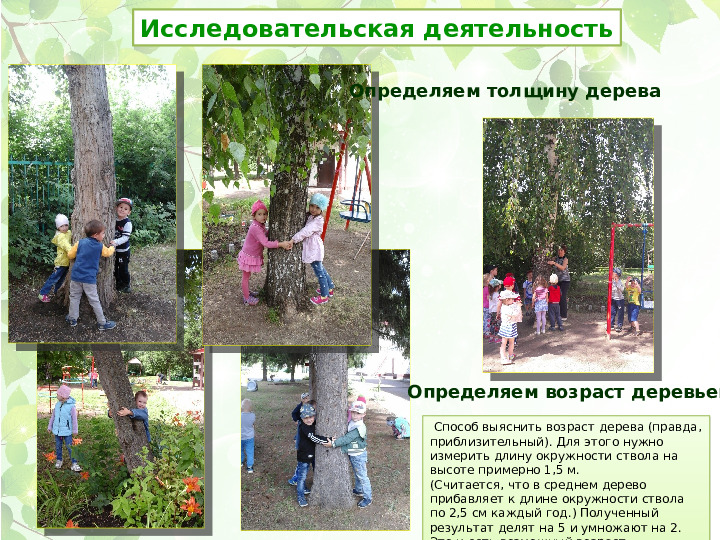 Презентация проекта Деревья нашего участка" ( вторая младшая группа)