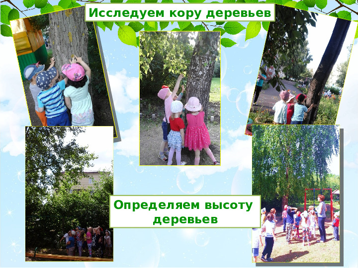 Презентация проекта Деревья нашего участка" ( вторая младшая группа)