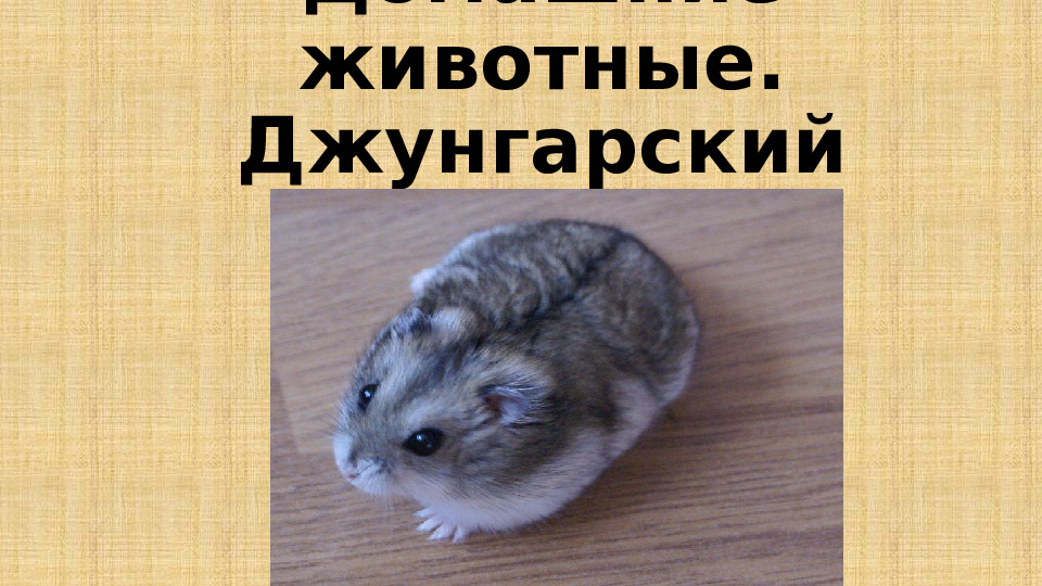 Презентация на тему "Декоративные домашние животные.Хомяк"