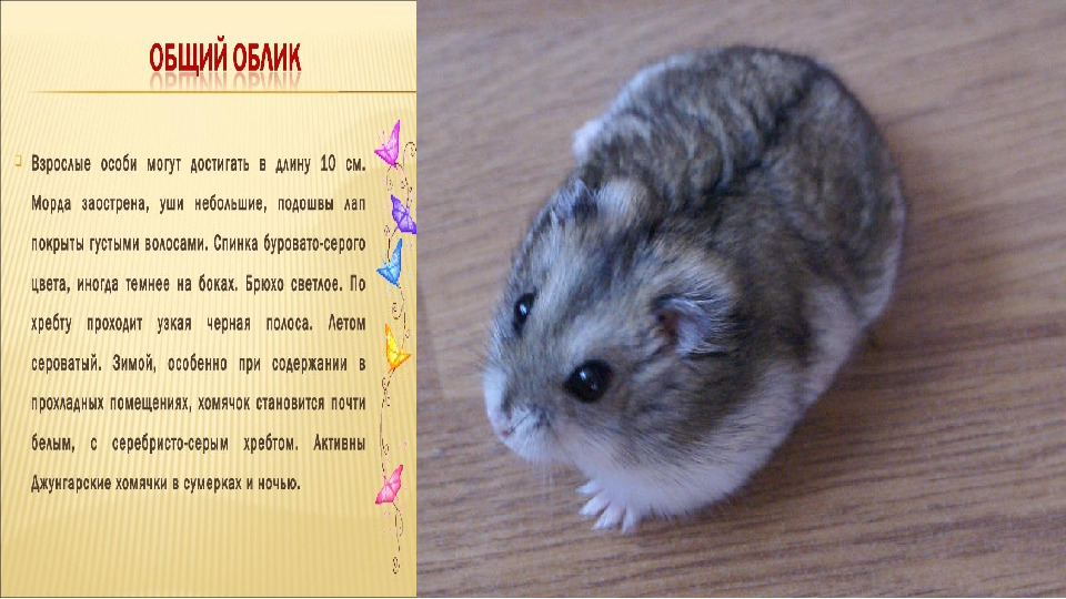 Презентация на тему "Декоративные домашние животные.Хомяк"