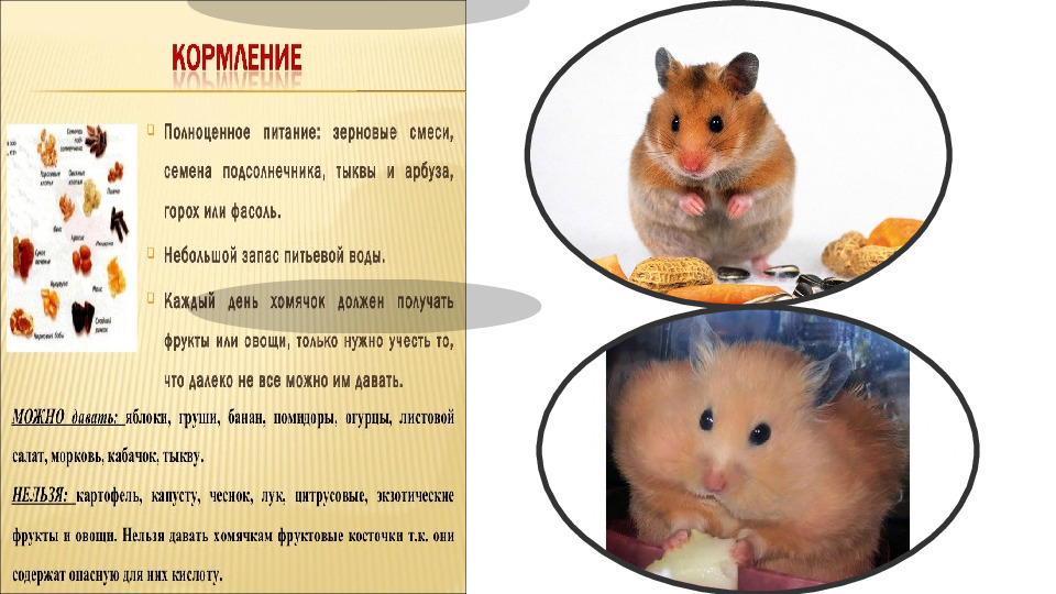 Презентация на тему "Декоративные домашние животные.Хомяк"