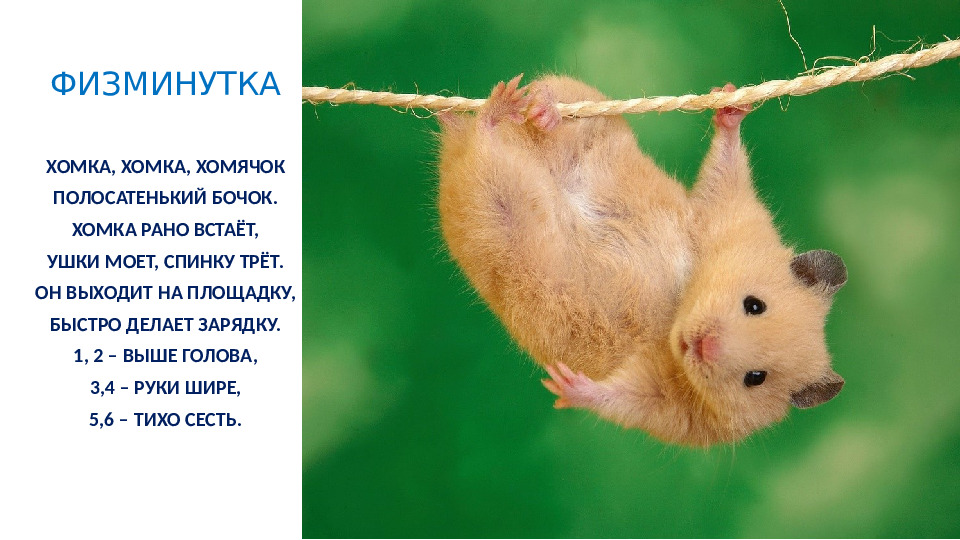Презентация на тему "Декоративные домашние животные.Хомяк"