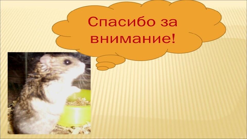 Презентация на тему "Декоративные домашние животные.Хомяк"