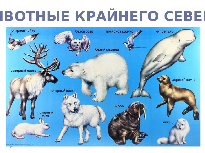 Презентация по познавательному развитию "Знакомство с Севером"