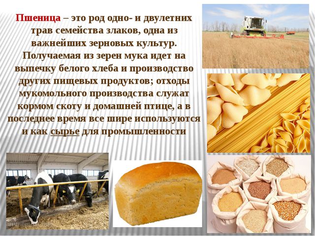 Откуда к нам на стол хлебушек пришёл. Презентация для дошкольников