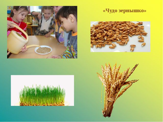 Откуда к нам на стол хлебушек пришёл. Презентация для дошкольников