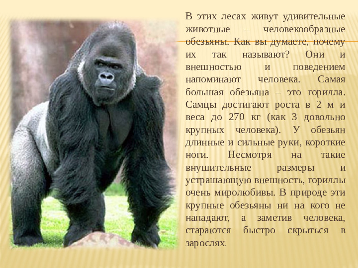 Презентация на тему: "Животные тропических лесов" для подготовительной группы.