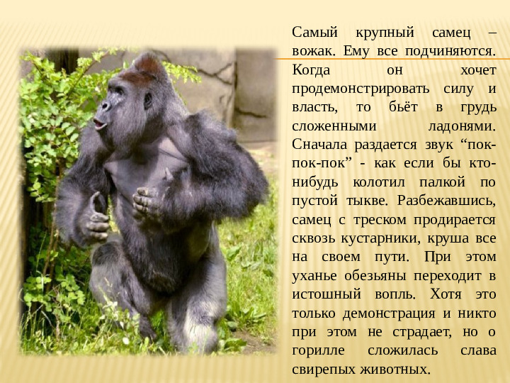 Презентация на тему: "Животные тропических лесов" для подготовительной группы.