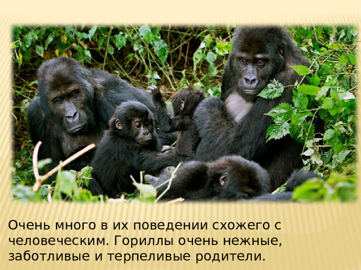 Презентация на тему: "Животные тропических лесов" для подготовительной группы.