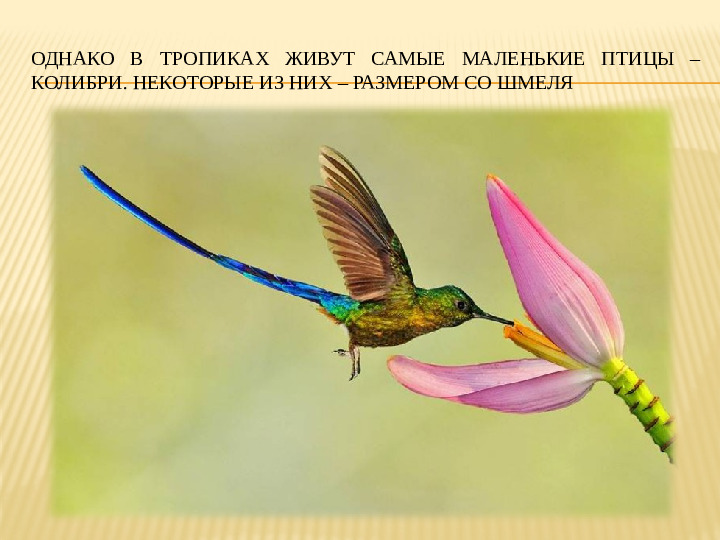 Презентация на тему: "Животные тропических лесов" для подготовительной группы.