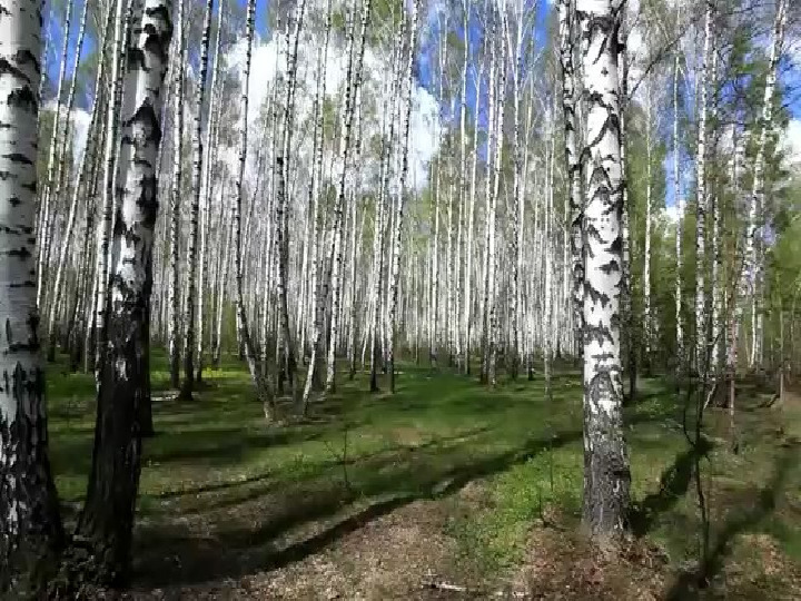 Презентация по теме :"Весна"(дошкольное отделение)