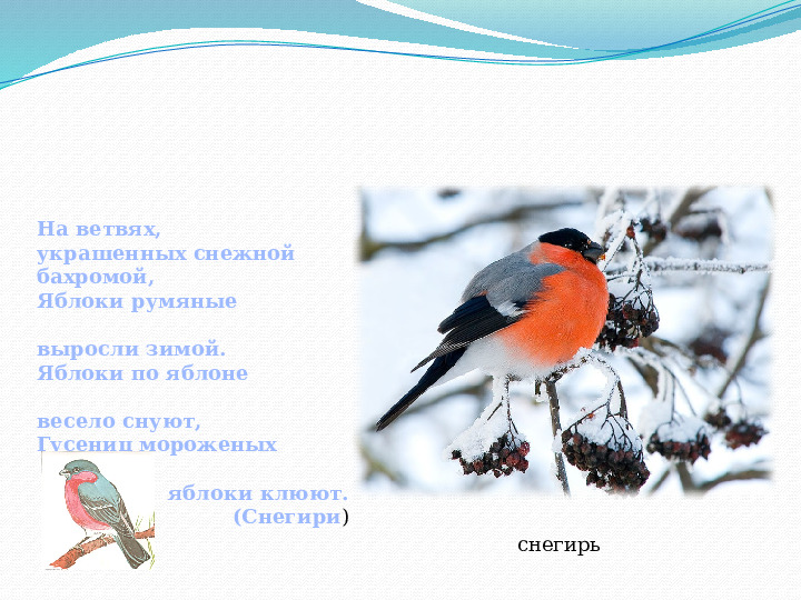 Презентация для детей "Зимующие птицы"