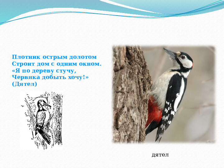 Презентация для детей "Зимующие птицы"