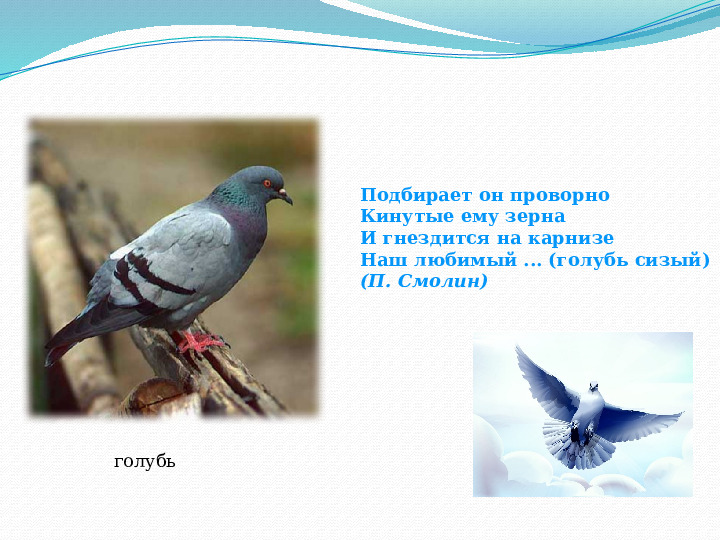 Презентация для детей "Зимующие птицы"