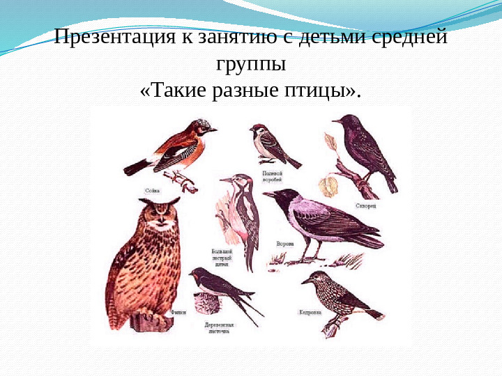 Презентация занятия "Такие разные птицы".