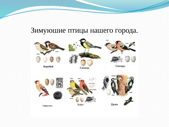 Презентация занятия "Такие разные птицы".