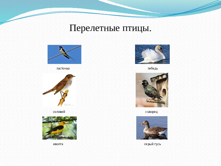 Презентация занятия "Такие разные птицы".