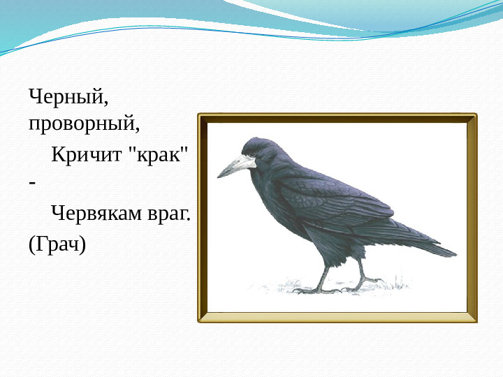 Презентация занятия "Такие разные птицы".