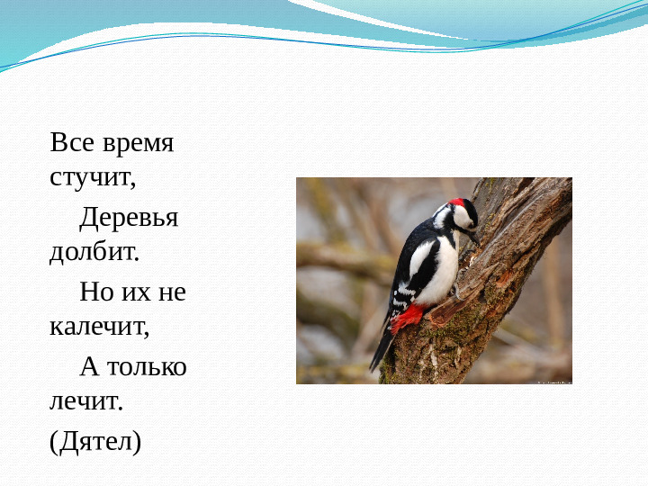 Презентация занятия "Такие разные птицы".