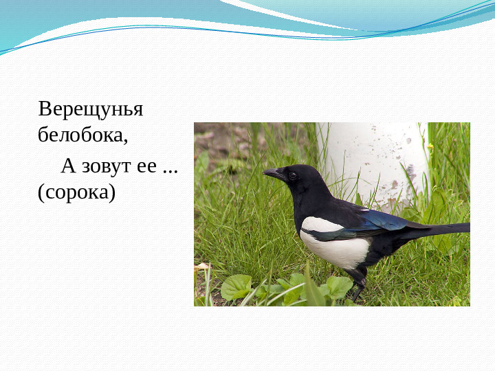 Презентация занятия "Такие разные птицы".