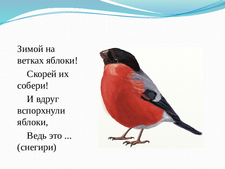 Презентация занятия "Такие разные птицы".